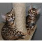 Bengalkater und Bengalkatze, Bengalkatze - Kater