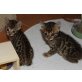Bengalkater und Bengalkatze, Bengalkatze - Kater