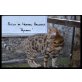 Bengalkatze'Ayleen', Bengalkatze - Katze