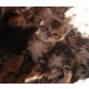Bengalkatze  Bengal jetzt zum abgeben!, Bengalkatze - Kater