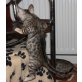 Bengalkatze  Bengal jetzt zum abgeben!, Bengalkatze - Katze
