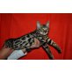Bengalkatze, Bengalkatze - Katze