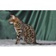 Bengalkatze - Kater