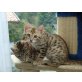 Bengalkatze - Kater