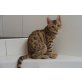 Bengalkatze - Kater