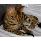 Bengalkatze - Kater