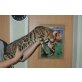 Bengalkatze - Kater