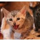 Bengalkatze - Kater