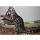 Bengalkatze - Kater