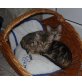 Bengalkatze - Kater