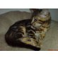 Bengalkatze - Kater