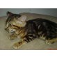 Bengalkatze - Kater