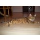 Bengalkatze - Kater