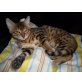 Bengalkatze - Kater