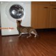Bengalkatze - Kater