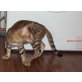 Bengalkatze - Kater