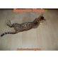 Bengalkatze - Kater