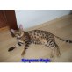 Bengalkatze - Kater