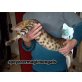 Bengalkatze - Kater