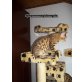 Bengalkatze - Kater