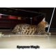 Bengalkatze - Kater
