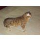 Bengalkatze - Kater
