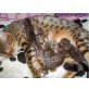 Bengalkatze - Kater