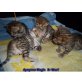 Bengalkatze - Kater