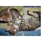 Bengalkatze - Kater