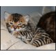 Bengalkatze - Kater