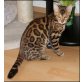 Bengalkatze - Kater