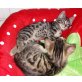 Bengalkatze - Kater