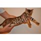 Bengalkatze - Kater