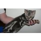 Bengalkatze - Kater
