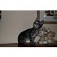 Bengalkatze - Kater