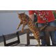 Bengalkatze - Kater