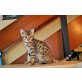 Bengalkatze - Kater