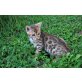 Bengalkatze - Kater