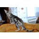 Bengalkatze - Kater