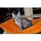 Bengalkatze - Kater