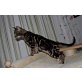 Bengalkatze - Kater