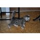 Bengalkatze - Kater