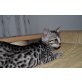 Bengalkatze - Kater