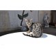 Bengalkatze - Kater