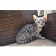 Bengalkatze - Kater