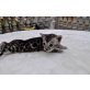 Bengalkatze - Kater
