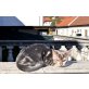 Bengalkatze - Kater