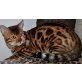 Bengalkatze - Kater