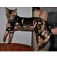Bengalkatze - Kater