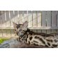 Bengalkatze - Kater